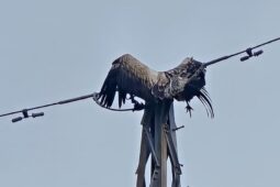 Elektrické vedení zabíjí ptáky po milionech. Zlínská zoo pomáhá hledat řešení