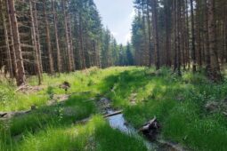 Na Vlašimsku vracejí vodu tam, odkud zmizela. Vysušené příkopy se mění v mokřady
