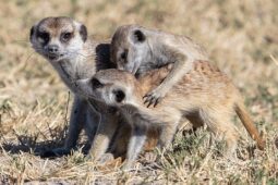 Přijďte do Zooparku Zelčín pokřtít mláďata surikat