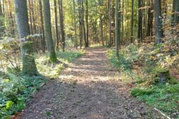 FOTO: Nové stezky v Místeckém lese lákají na bezpečné procházky. Kočárky ale raději nechte doma