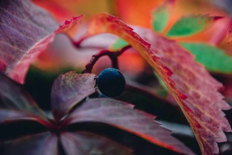 Zdroj foto: Pixabay.com