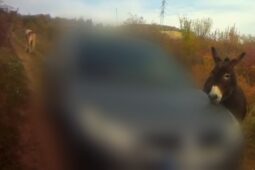 Kamarádi kůň s oslem si otevřeli branku a vydali se na výlet do Maloměřic