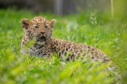 Je jim půl roku. Z malých koťat v olomoucké zoo rostou pořádné šelmy