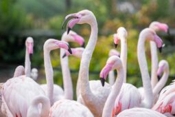 Zoo Olomouc nabízí hlasové komentáře ke zvířatům. Stačí načíst QR kód