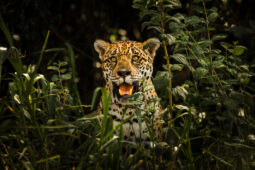 Pantanal je divokým světem a říší jaguárů, každý rok se promění v obrovské jezero