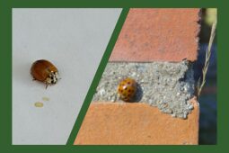 Vyhřáté fasády a okna lákají asijská slunéčka k náletům. Jak je dostat z bytu