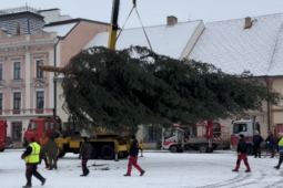 Máte na zahradě smrk nebo jedli? Rokycany hledají vánoční strom na náměstí