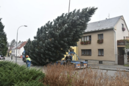 Plzeň hledá vánoční strom roku 2026. Může růst i na vaší zahradě