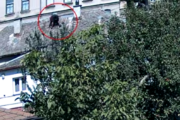 Zloděj se chtěl do domu dostat přes střechu. Dokonce ukradl i Margot