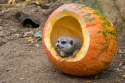 Dýně jako hračka i skrýš na dobroty. Zoo Praha zve na podzimní hody