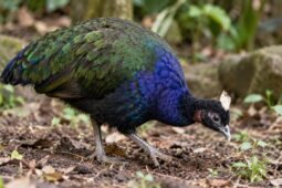 Ve Dvoře se dvoří vzácný páv konžský. Zoo doufá v mláďata