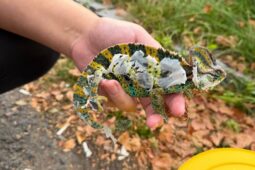 Vzácní chameleoni doplatili na lidskou bezohlednost. Skončili u popelnic a jeden z nich nepřežil