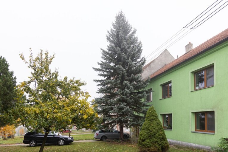 Kroměříž už vybrala vánoční strom. Dvanáctimetrový smrk přivezou z Trávníku