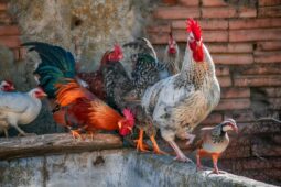 Salmonela se vrátila do chovu slepic v Dyníně. Veterináři likvidují 30 tisíc nosnic, podali i trestní oznámení