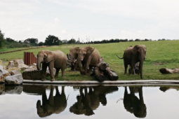 Zoo Zlín přišla o slonici Kali. Po náročné operaci se neprobudila z anestezie