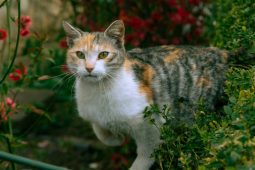 Město chystá kastrace toulavých koček. Svá domácí zvířata si raději pohlídejte