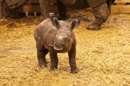 Plzeňská Zoo hlásí radostnou novinu: Narodil se malý nosorožec!
