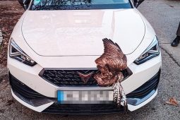 Kuriózní srážka v Plzni: Řidič našel v přední masce auta nečekaného „pasažéra“!