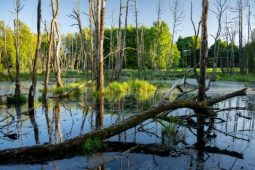 Jihočeský Mokřad u Maříže triumfoval v krajském kole Adapterra Awwards