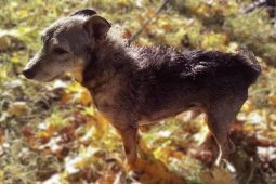 Jedno vyšetření, dvojí radost: Pomozte sobě i pejskům v útulku