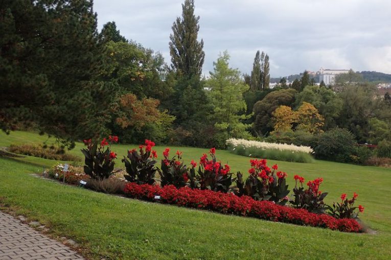 Zdroj foto: Botanická zahrada a arboretum Mendelovy univerzity v Brně