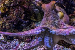 Chobotnice dokáže měnit své zbarvení již ve vaječné skořápce