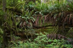 Šest dní v pekle džungle: Sestřeleného pilota zachránil domorodec, který věřil svým snům