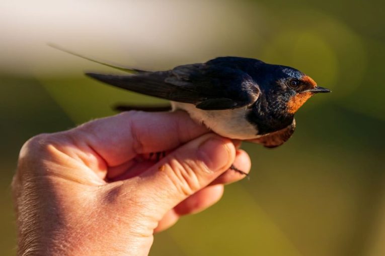 Foto: Prácheňské muzeum, Písek