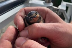 Jihočeští hasiči pomáhali ptákům i kočce v nesnázích