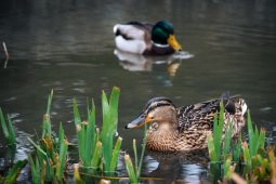 Za zimními opeřenci k Berounce: Naučná vycházka slibuje setkání s orly i bobry
