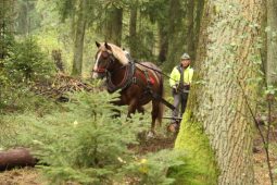 Lesy ČR tvou na největší lesnickou akci roku u Tábora. Přijďte si užít zábavu, poznání i ochutnávku zvěřiny