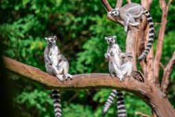 Vyrazte za zvířaty po setmění! Jihlavská zoo zve na večerní prohlídky