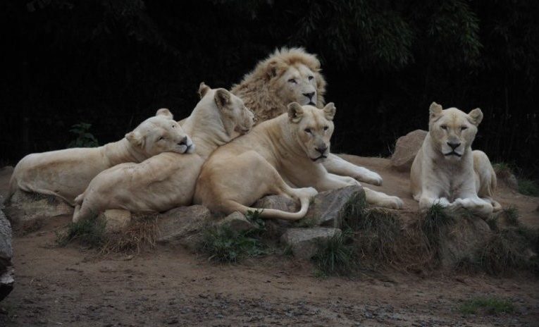 Lvice Leia se lvíčaty. Foto: ZOO Dvorec u Borovan