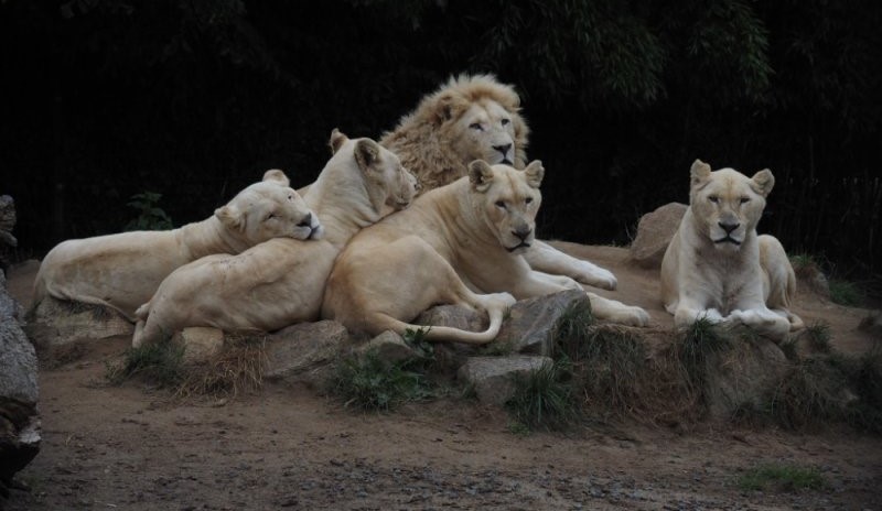 Lvice Leia se lvíčaty. Foto: ZOO Dvorec u Borovan