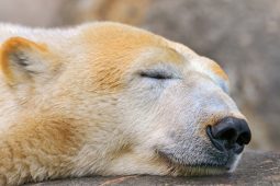 Zprávy o medvědech v Česku vyvolaly rozruch. Odborníci ale varují před panikou