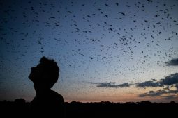 Remake Hitchcockova hororu Ptáci? V Zambii místo ptáků ale vládnou netopýři…