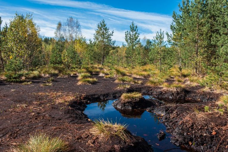 Soumarské rašeliniště na Šumavě. Zdroj: Shutterstock.com