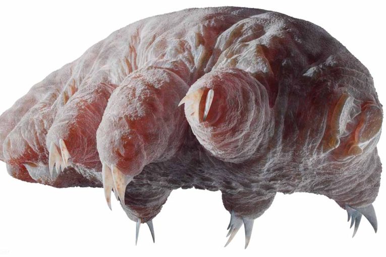 Želvuška. Zdroj: www.commons.wikimedia.org