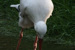 Vimperská čápata se učí létat. Lidé jim mohou pomoci rozvahou a ohleduplností