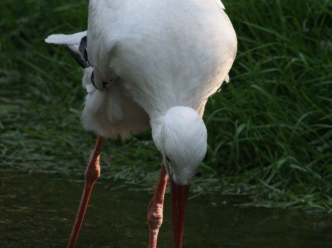 Čáp bílý: Foto: Správa Národního parku Šumava