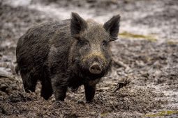 Divočáci se přibližují k domům. Město i myslivci dál zasahují a pomoci mohou i občané