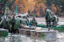 Bezdrev ožije Rybářskými slavnostmi. Přijďte si užít jejich atmosféru s hudbou, trhy a rybími specialitami