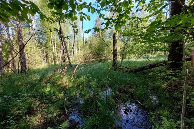 Obnovené lesní mokřady, Ludvická hora. Foto: Lesy ČR