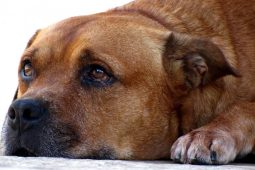 Češi za své mazlíčky utrácejí víc než dřív. Pes je pro mnohé členem rodiny