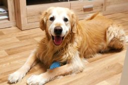 Když radost ze psa zůstane na chodníku. Město nabízí jednoduché a dostupné řešení