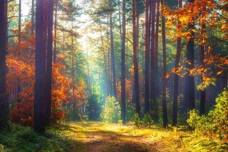 Druhově pestrý les, i ten se snaží firma Wood Seeds vrátit do naší krajiny.