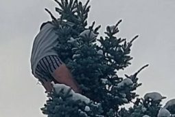 Incident v centru Jihlavy. Muž pod vlivem drog vylezl na strom a odmítal pomoc