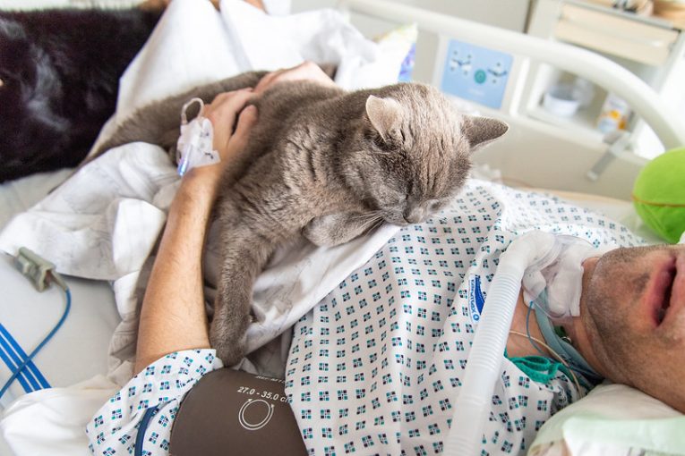 Kocour v nemocnici