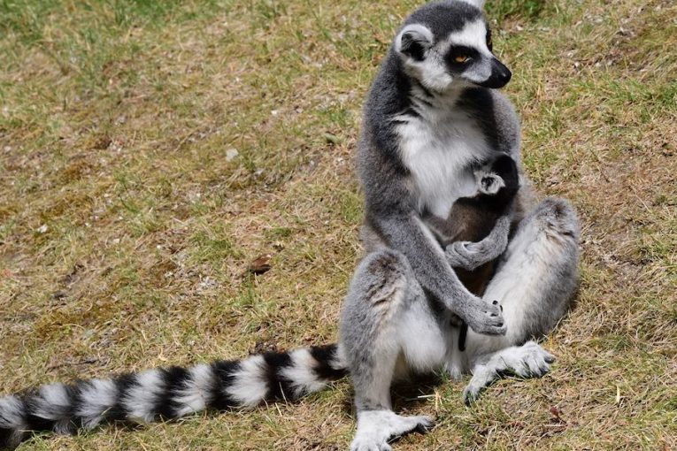 Lemur kata