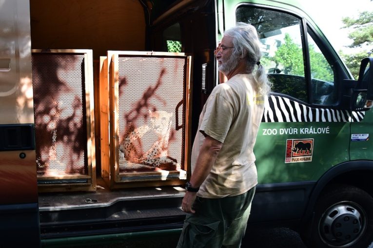 Do olomoucké zoo se vrátili gepardi